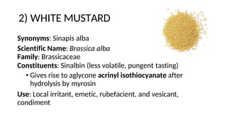 2) WHITE MUSTARD
Synonyms: Sinapis alba
Scientific Name: Brassica alba
Family: Brassicaceae
Constituents: Sinalbin (less volatile, pungent tasting)
• Gives rise to aglycone acrinyl isothiocyanate after
hydrolysis by myrosin
Use: Local irritant, emetic, rubefacient, and vesicant,
condiment
 