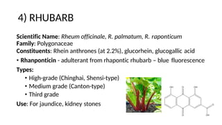 4) RHUBARB
Scientific Name: Rheum officinale, R. palmatum, R. raponticum
Family: Polygonaceae
Constituents: Rhein anthrones (at 2.2%), glucorhein, glucogallic acid
• Rhanponticin - adulterant from rhapontic rhubarb – blue fluorescence
Types:
• High-grade (Chinghai, Shensi-type)
• Medium grade (Canton-type)
• Third grade
Use: For jaundice, kidney stones
 