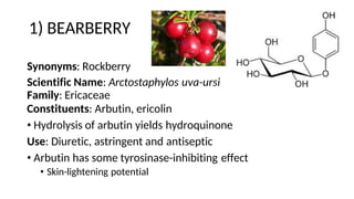 1) BEARBERRY
Synonyms: Rockberry
Scientific Name: Arctostaphylos uva-ursi
Family: Ericaceae
Constituents: Arbutin, ericolin
• Hydrolysis of arbutin yields hydroquinone
Use: Diuretic, astringent and antiseptic
• Arbutin has some tyrosinase-inhibiting effect
• Skin-lightening potential
 