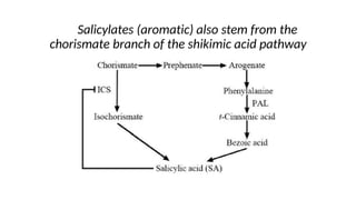 Salicylates (aromatic) also stem from the
chorismate branch of the shikimic acid pathway
 