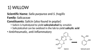 1) WILLOW
Scientific Name: Salix purpurea and S. fragilis
Family: Salicaceae
Constituents: Salicin (also found in poplar)
• Salicin is hydrolyzed to yield salicylalcohol by emulsin
• Salicylalcohol can be oxidized in the lab to yield salicylic acid
• Antirheumatic, anti-inflammatory
 