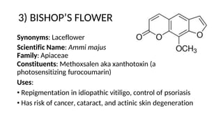3) BISHOP’S FLOWER
Synonyms: Laceflower
Scientific Name: Ammi majus
Family: Apiaceae
Constituents: Methoxsalen aka xanthotoxin (a
photosensitizing furocoumarin)
Uses:
• Repigmentation in idiopathic vitiligo, control of psoriasis
• Has risk of cancer, cataract, and actinic skin degeneration
 