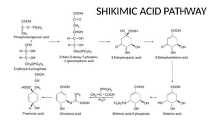 SHIKIMIC ACID PATHWAY
 