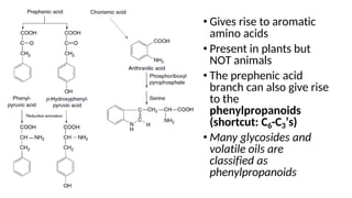 • Gives rise to aromatic
amino acids
• Present in plants but
NOT animals
• The prephenic acid
branch can also give rise
to the
phenylpropanoids
(shortcut: C6-C3’s)
• Many glycosides and
volatile oils are
classified as
phenylpropanoids
 