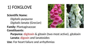 1) FOXGLOVE
Scientific Name:
Digitalis purpurea
Digitalis lanata (Grecian)
Family: Plantaginaceae
Constituents:
Purpurea: digitoxin & gitoxin (two most active), gitaloxin
Lanata: digoxin and lanatosides
Use: For heart failure and arrhythmias
 