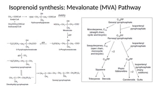 Isoprenoid synthesis: Mevalonate (MVA) Pathway
 