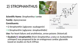 2) STROPHANTHUS
Scientific Name: Strophanthus kombe
Family: Apocynaceae
Constituents:
• G-Strophanthin (aglycone: ouabagenin)
• K-Strophanthin (aglycone: strophanthidin)
Use: For heart failure and arryhthmias, arrow poisons (historical)
• Ouabain/G strophanthin (from Strophanthus gratus or Acokantheria
schimperi) was proposed to be an endogenous cardiac glycoside
based on studies on Na-K ATPase
 