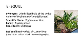 8) SQUILL
Synonyms: Dried sliced bulb of the white
variety of Urginea maritima (Liliaceae)
Scientific Name: Urginea maritima
Family: Asparagaceae
Constituent: Scillarens
Red squill: red variety of U. maritima
(used as rat poison – lack the vomiting reflex)
 