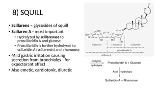 8) SQUILL
• Scillarens – glycosides of squill
• Scillaren A - most important
• Hydrolyzed by scillarenase to
proscillaridin A and glucose
• Proscillaridin is further hydrolysed to
scillaridin A (scillarenin) and rhamnose
• Mild gastric irritation causing
secretion from bronchioles - for
expectorant effect
• Also emetic, cardiotonic, diuretic
 