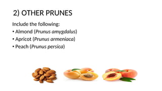 2) OTHER PRUNES
Include the following:
• Almond (Prunus amygdalus)
• Apricot (Prunus armeniaca)
• Peach (Prunus persica)
 