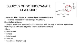 SOURCES OF ISOTHIOCYANATE
GLYCOSIDES
1. Mustard (Black mustard) (Sinapis Nigra) (Brown Mustard)
- The dried ripe seed of Brassica nigra (Cruciferae)
Chemical constituent:
1. Sinigrin (Potassium myronate)- upon hydrolysis with the help of enzyme Myrosinase
allyl will yield Allyl isothiocyanate (more volatile mustard oil)
- Uses:
● Local irritant
● Emetic
● Rubefacient
● Vesicant
● Condiment (kitchen use)
 