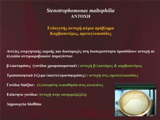Stenotrophomonas maltophilia
AΝΣΟΥ
θ κΰ θάμΝαθ κξά-ετλδκΝπλσίζβηα
Καλίαπ θΫη μ, αηδθκΰζυεκ έ μ

θ ζέ μ θ λΰβ δεάμ ελκάμ εαδ δα αλαξΫμ
πζ δΪ α αθ δηδελκίδαευθ παλαΰσθ πθ

β δαπ λα σ β α πλκ

έ κυθ αθ κξά

ί-ζαε αηΪ μ Χΰκθέ δα ξλπηκ πηα δεΪ) : αθ κξά ί-ζαε Ϊη μ & εαλίαπ θΫη μ
Σλκπκπκδβ δεΪ Ϋθαυηα (αε υζ λαθ φ λΪ μ) : αθ κξά
Γκθέ δα SmQnr: ζζα πηΫθβ υαδ γβ έα
πέε β α ΰκθέ δα: Aθ κξά
βηδκυλΰέα biofilms

δμ εδθκζσθ μ

βθ εκ λδηκιαασζβ

δμ αηδθκΰζυεκ έ μ

 