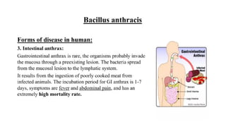 DPT - Microbiology II (Gram +ve Spore forming rods) | PPTX