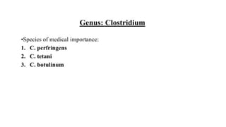 DPT - Microbiology II (Gram +ve Spore forming rods) | PPTX