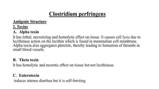 DPT - Microbiology II (Gram +ve Spore forming rods) | PPTX