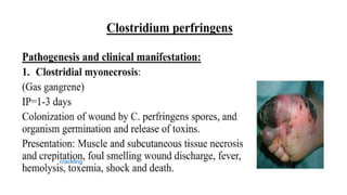 DPT - Microbiology II (Gram +ve Spore forming rods) | PPTX