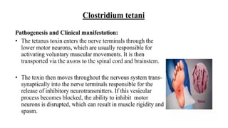 DPT - Microbiology II (Gram +ve Spore forming rods) | PPTX