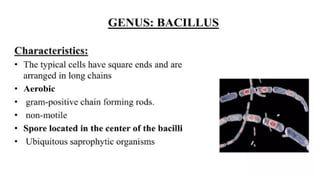 DPT - Microbiology II (Gram +ve Spore forming rods) | PPTX
