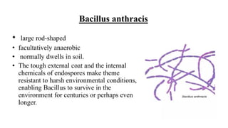 DPT - Microbiology II (Gram +ve Spore forming rods) | PPTX