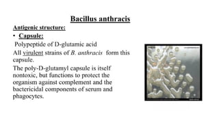 DPT - Microbiology II (Gram +ve Spore forming rods) | PPTX