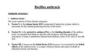 DPT - Microbiology II (Gram +ve Spore forming rods) | PPTX