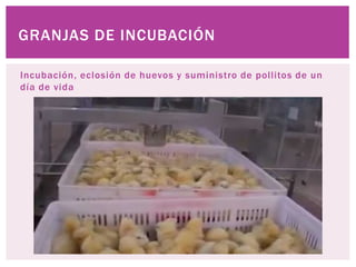 Incubación, eclosión de huevos y suministro de pollitos de un
día de vida
GRANJAS DE INCUBACIÓN