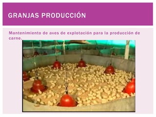 Mantenimiento de aves de explotación para la producción de
carne.
GRANJAS PRODUCCIÓN
