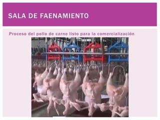 Proceso del pollo de carne listo para la comercialización
SALA DE FAENAMIENTO