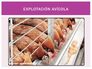 EXPLOTACIÓN AVÍCOLA