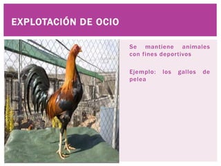 Se mantiene animales
con fines deportivos
Ejemplo: los gallos de
pelea
EXPLOTACIÓN DE OCIO
