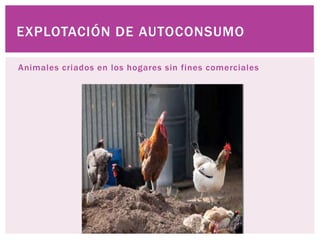 Animales criados en los hogares sin fines comerciales
EXPLOTACIÓN DE AUTOCONSUMO