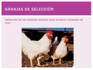 Selección de los mejores estirpes para producir animales de
cría.
GRANJAS DE SELECCIÓN