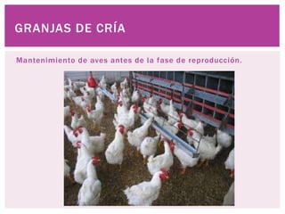 Mantenimiento de aves antes de la fase de reproducción.
GRANJAS DE CRÍA