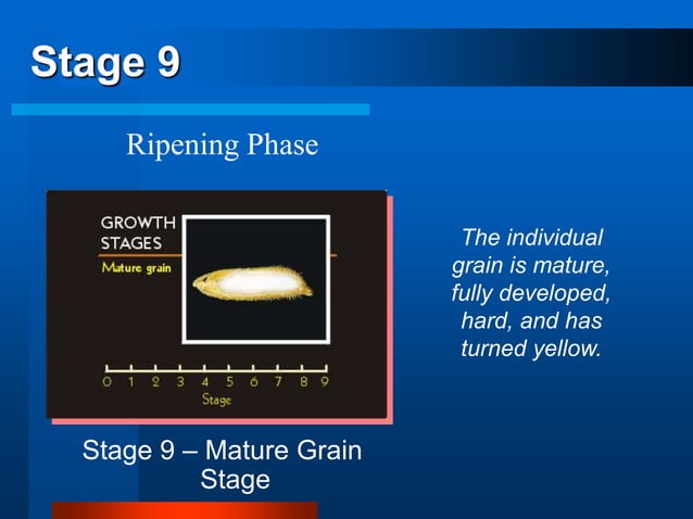 4 Growth Stages of the Rice Plant.ppt