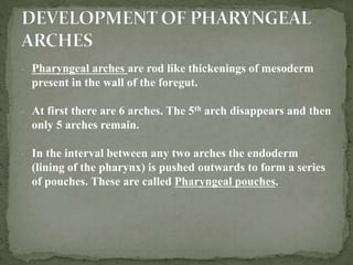 - Pharyngeal arches are rod like thickenings of mesoderm
present in the wall of the foregut.
- At first there are 6 arches. The 5th arch disappears and then
only 5 arches remain.
- In the interval between any two arches the endoderm
(lining of the pharynx) is pushed outwards to form a series
of pouches. These are called Pharyngeal pouches.
 