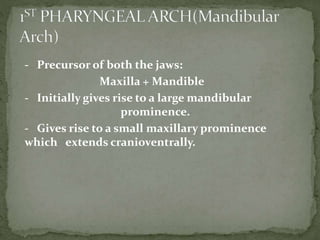 - Precursor of both the jaws:
Maxilla + Mandible
- Initially gives rise to a large mandibular
prominence.
- Gives rise to a small maxillary prominence
which extends cranioventrally.
 