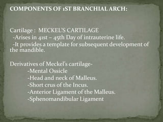 Cartilage : MECKEL’S CARTILAGE
-Arises in 41st – 45th Day of intrauterine life.
-It provides a template for subsequent development of
the mandible.
Derivatives of Meckel’s cartilage-
-Mental Ossicle
-Head and neck of Malleus.
-Short crus of the Incus.
-Anterior Ligament of the Malleus.
-Sphenomandibular Ligament
COMPONENTS OF 1ST BRANCHIAL ARCH:
 