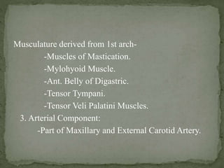Musculature derived from 1st arch-
-Muscles of Mastication.
-Mylohyoid Muscle.
-Ant. Belly of Digastric.
-Tensor Tympani.
-Tensor Veli Palatini Muscles.
3. Arterial Component:
-Part of Maxillary and External Carotid Artery.
 