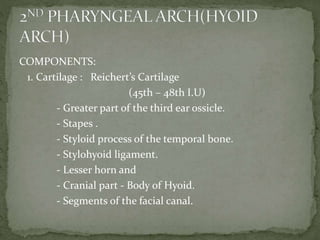 COMPONENTS:
1. Cartilage : Reichert’s Cartilage
(45th – 48th I.U)
- Greater part of the third ear ossicle.
- Stapes .
- Styloid process of the temporal bone.
- Stylohyoid ligament.
- Lesser horn and
- Cranial part - Body of Hyoid.
- Segments of the facial canal.
 