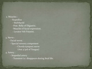 2. Muscles :
- Stapedius
- Stylohyoid
- Post. Belly of Digastric.
- Muscles of facial expression.
- Levator Veli Palatini.
3. Nerve :
- Facial nerve.
- Special sensory component
- Chorda tympani nerve
(Ant 2/3rd of Tongue)
4. Artery :
- Stapedial artery
- Transient i.e. disappears during fetal life.
 