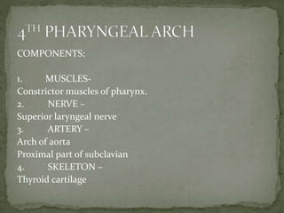 COMPONENTS:
1. MUSCLES-
Constrictor muscles of pharynx.
2. NERVE –
Superior laryngeal nerve
3. ARTERY –
Arch of aorta
Proximal part of subclavian
4. SKELETON –
Thyroid cartilage
 