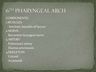 COMPONENTS:
1.MUSCLES-
Intrinsic muscles of larynx
2.NERVE-
Recurrent laryngeal nerve
3.ARTERY-
Pulmonary artery
Ductus arteriosum
4.SKELETON-
Cricoid
Arytenoid
 