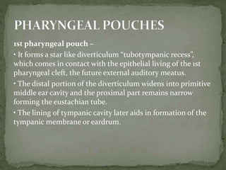 1st pharyngeal pouch –
• It forms a star like diverticulum “tubotympanic recess”,
which comes in contact with the epithelial living of the 1st
pharyngeal cleft, the future external auditory meatus.
• The distal portion of the diverticulum widens into primitive
middle ear cavity and the proximal part remains narrow
forming the eustachian tube.
• The lining of tympanic cavity later aids in formation of the
tympanic membrane or eardrum.
 