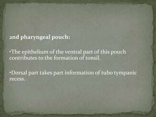 2nd pharyngeal pouch:
•The epithelium of the ventral part of this pouch
contributes to the formation of tonsil.
•Dorsal part takes part information of tubo tympanic
recess.
 