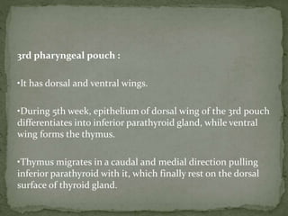 3rd pharyngeal pouch :
•It has dorsal and ventral wings.
•During 5th week, epithelium of dorsal wing of the 3rd pouch
differentiates into inferior parathyroid gland, while ventral
wing forms the thymus.
•Thymus migrates in a caudal and medial direction pulling
inferior parathyroid with it, which finally rest on the dorsal
surface of thyroid gland.
 