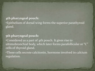 4th pharyngeal pouch:
•Epithelium of dorsal wing forms the superior parathyroid
gland.
5th pharyngeal pouch:
•Considered as a part of 4th pouch. It gives rise to
ultimobronchial body, which later forms parafollicular or “C”
cells of thyroid gland.
•These cells secrete calcitonin, hormone involved in calcium
regulation.
 
