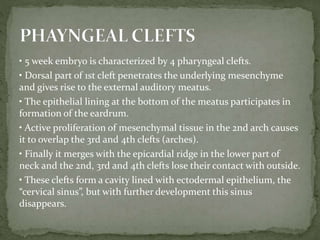 • 5 week embryo is characterized by 4 pharyngeal clefts.
• Dorsal part of 1st cleft penetrates the underlying mesenchyme
and gives rise to the external auditory meatus.
• The epithelial lining at the bottom of the meatus participates in
formation of the eardrum.
• Active proliferation of mesenchymal tissue in the 2nd arch causes
it to overlap the 3rd and 4th clefts (arches).
• Finally it merges with the epicardial ridge in the lower part of
neck and the 2nd, 3rd and 4th clefts lose their contact with outside.
• These clefts form a cavity lined with ectodermal epithelium, the
“cervical sinus”, but with further development this sinus
disappears.
 
