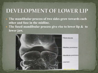  The mandibular process of two sides grow towards each
other and fuse in the midline.
 The fused mandibular process give rise to lower lip & to
lower jaw.
 