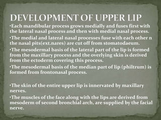 •Each mandibular process grows medially and fuses first with
the lateral nasal process and then with medial nasal process.
•The medial and lateral nasal processes fuse with each other n
the nasal pits(ext.nares) are cut off from stomatodaeum.
•The mesodermal basis of the lateral part of the lip is formed
from the maxillary process and the overlying skin is derived
from the ectoderm covering this process.
•The mesodermal basis of the median part of lip (philtrum) is
formed from frontonasal process.
•The skin of the entire upper lip is innervated by maxillary
nerves.
•The muscles of the face along with the lips are derived from
mesoderm of second bronchial arch, are supplied by the facial
nerve.
 