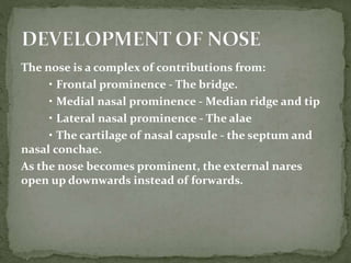 The nose is a complex of contributions from:
• Frontal prominence - The bridge.
• Medial nasal prominence - Median ridge and tip
• Lateral nasal prominence - The alae
• The cartilage of nasal capsule - the septum and
nasal conchae.
As the nose becomes prominent, the external nares
open up downwards instead of forwards.
 